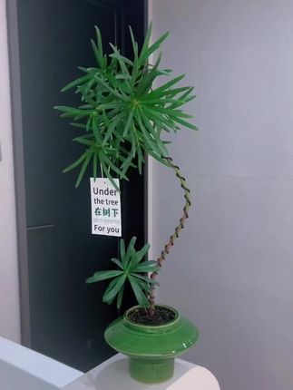 造型罗汉松室内盆栽绿植#绿植盆栽 #每日分享 #室内绿植 #罗汉松 #罗汉松造型