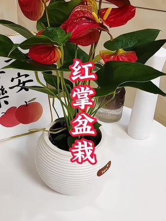 #红掌 又叫鸿运当头..四季开花..耐阴好养..寓意鸿运当头..一帆风顺#花卉绿植 #室内盆栽 #红掌 #好看的花一定要分享给你