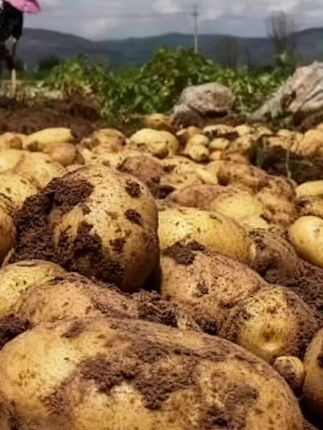 黄心大土豆,个大饱满,口感软糯。无论是煎、炒、炖、煮,都能让你品尝到美味。