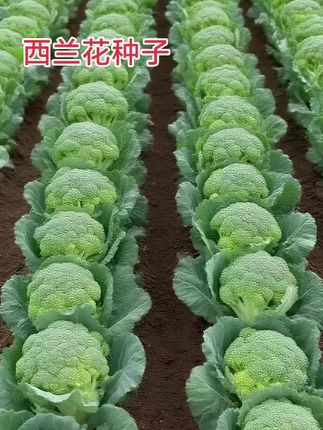 #蔬菜种子 #西兰花种子 #三农种植 #抖音助农扶农 #三农