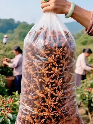 广西八角正宗大红大料香料卤味调料煲汤火锅底料卤料#抖音助农扶农 #优质农产品 #快来一起尝个鲜 #你的家乡有这植物吗 #新鲜采摘 @DOU+小助手 @抖加🔥上热门🔥dou+🔥热点宝