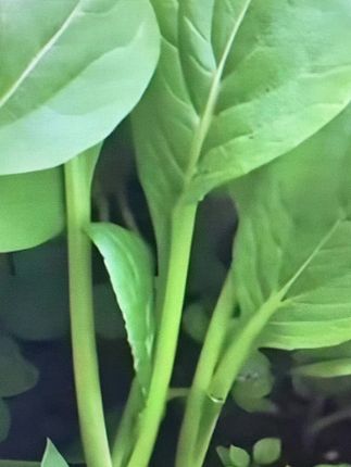 #阳台花盆小院均可种植 #蔬菜种植#绿色系