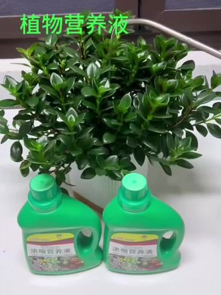 爱养花的友友不要错过这款#营养液 哦,只要浇上一点它,就可以让你家的花儿黄叶变绿叶,枯枝变粗壮,花开一茬又一茬#花肥 #好物推荐 #植物营养液 #超便宜超划算
