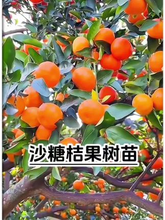#砂糖橘树苗#正宗沙糖桔树苗#沙糖橘 #砂糖橘树#柑橘苗 适合盆栽地栽的沙糖桔树苗 南北方都可以种!