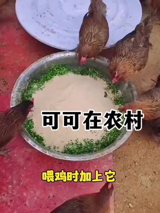 #养鸡技术 #养鸡人 #鸡鸭鹅养殖 #散养鸡 #农村养鸡
