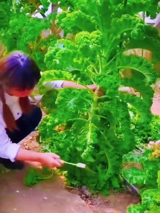 羽衣甘蓝阳台盆栽也能长的特别好,种一次可以持续采摘! #种菜 阳台小院均可种植 #种植小技巧 #三农 #羽衣甘蓝