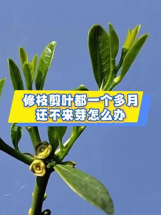 修枝剪叶一个多月了,还没冒新芽长新枝的,一定要引起注意,不重视起来有可能这个仔猪就挂掉了#金豆盆景#修枝剪叶#逼芽#养根#补酸排碱@六姐盆景园艺