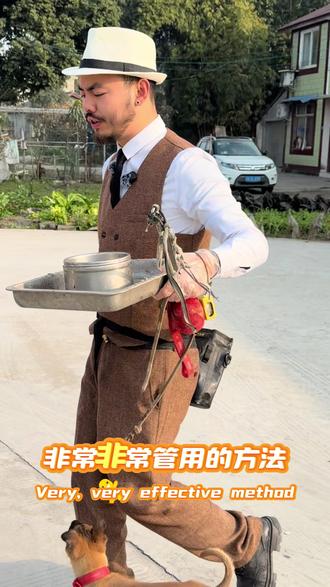 小马犬咬裤腿纠正方法#狗狗 #狗狗训练 #马犬爱好者 #不养狗不知养狗的乐趣 #马犬