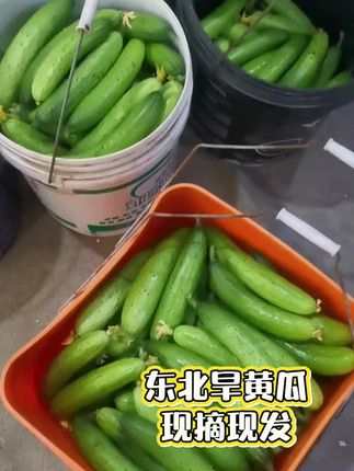 #东北旱黄瓜#现摘现发新鲜到家 #黄瓜#超便宜超划算