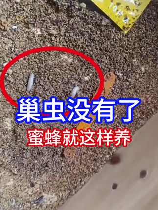 #三农 #蜜蜂养殖技术分享 #诱蜂桶