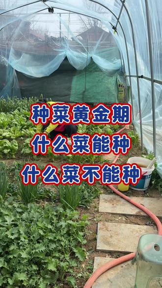 种菜黄金期,什么菜能种,什么菜不能种#蔬菜#蔬菜种植#蔬菜种子#种菜