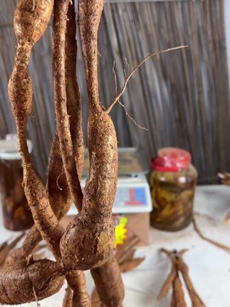 现挖野生牛大力专卖店#牛大力