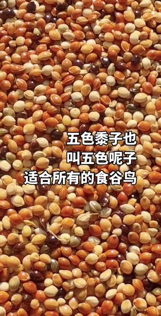 #五色黍子 #五色黍子鸟粮 #五色黍子鹦鹉玄凤粮食 @DOU+小助手 @抖音小助手 @DOU+上热门 五色黍子也叫五色黍子适合所有的食谷鸟