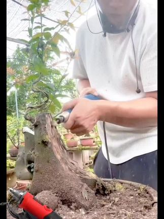 #创作灵感 #盆景 电动打磨机省时省力又省工,盆景截面伤口舍利制作,附木附石盆景制作首选工具 #盆景素材 #盆景制作 #盆景艺术