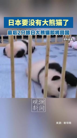 明年2月东京上野动物园的两只大熊猫将回到中国,到那时日本全国将没有大熊猫。