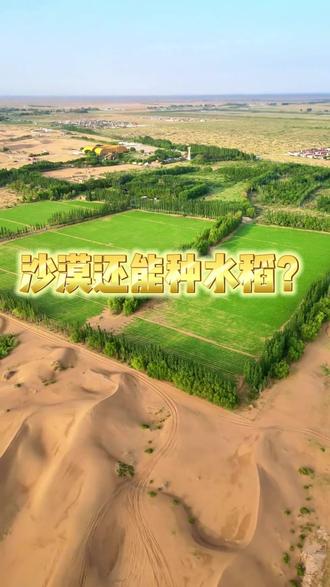 沙漠还能种水稻? #三农 #米面粮油 #无添加剂 #新疆特产 #双12