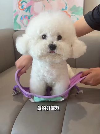 好看又便宜的口水巾牵引绳!不勒脖子不卡前腿,赶紧给毛孩子安排#狗狗牵引绳#宠物牵引绳#萌宠好物#狗绳#狗狗胸背