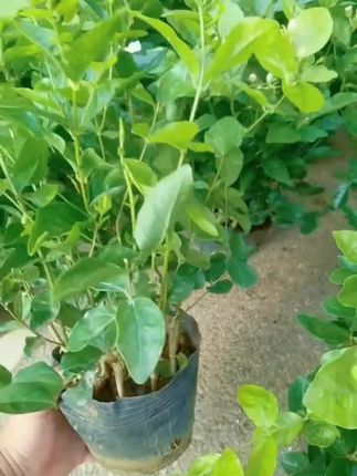 横县香水茉莉花苗室内庭院白色重瓣新苗苿莉花盆栽驱蚊花卉绿植@抖音小助手