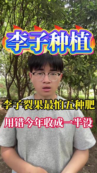 李子裂果最怕五种肥,用错今年产量一般没! #李子 #李子种植技术 #果树种植 #果树管理 #李子熟了