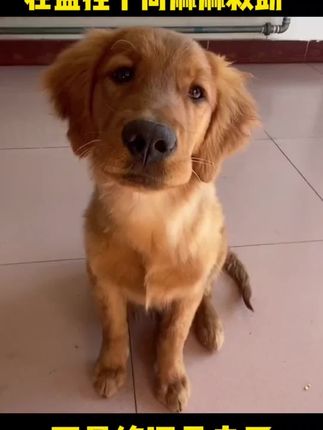 狗狗如果出现这种情况,辅酶Q10尽早吃起来,别等到后悔就晚了 #狗狗辅酶q10 #猫咪辅酶q10 #宠物辅酶