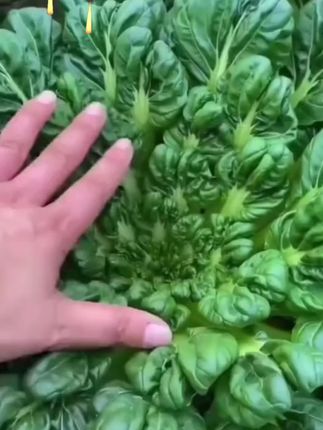 雪下塌菜赛羊肉说的就是#马塌菜,秋天播种下雪采收#家庭种植纯天然绿色蔬菜 #种子