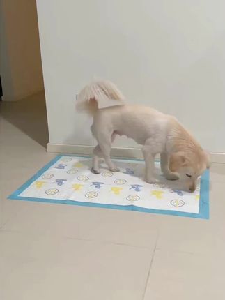 教会狗子定点上厕所,其实远比想象中简单!#狗狗定点上厕所