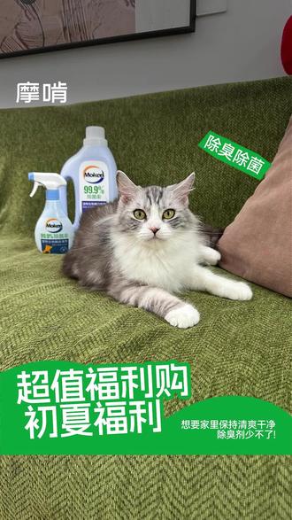 养宠家庭必看!这喷雾竟能分解尿味还除菌? 无需刻意遮味,生物酶真分解 + 高效除菌,长效锁住清新,解决养宠家庭各种异味烦恼。#摩啃 #养宠必备 #宠物除臭