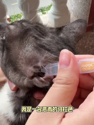 猫咪天天甩头,抓耳挠腮,要给猫咪清理下耳朵,这种一次性的就很好用,防止交叉感染‼️而且价格不贵,性价比超高‼️#养猫人 #马拉色 #猫咪抓耳挠腮 #猫咪耳朵清洁 #宠物洗耳液