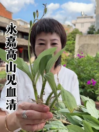 永嘉高山见血清#我的乡村生活