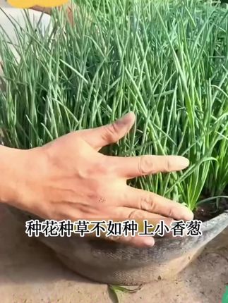 想吃随时采,不用在去买,教你正确的在家盆栽小香葱 #种菜小技巧 #种菜要有种菜的样子