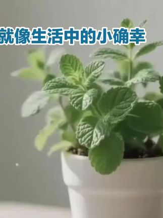 薄荷,总是带着一抹清凉的气息,轻轻一触,仿佛能驱散所有闷热与烦躁。#薄荷