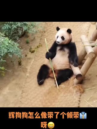 光军玩偶🧸哈哈哈哈哈哈哈哈哈#熊猫🐼 #国宝大熊猫 #来这吸熊猫 #睿宝辉宝 #福宝