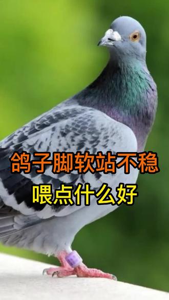 鸽子脚软站不稳喂点什么好#鸽子 #科学喂养 #宠物知识 #科学养宠攻略 #脚软