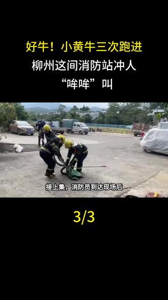 好牛!小黄牛三次跑进柳州这间消防站冲人“哞哞”叫,牛主人找来