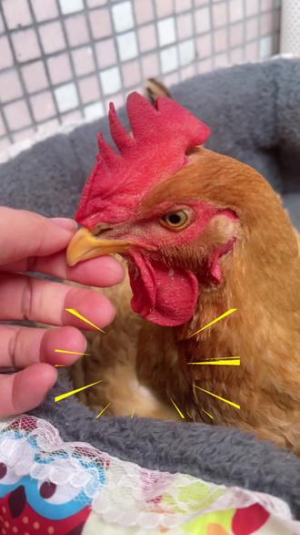 给小鸡挖鼻孔,她会怎样?千万别试,听劝哈,真的会停不下来! #挖鼻孔 #鸡鼻子 #小小黄 #我的宠物 #又是无聊的一天