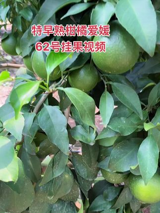 特早熟柑橘爱媛62号 特早熟新品种柑橘爱媛62号,皮薄肉质细嫩,丰产好管理,目前是爱媛系列口感最佳的,果子挂树时间长,耐高温,在同等区域比28号和38号都早成熟,脱酸快,老顾客都在回购嫁接枝条。#柑橘种植 #爱媛62号#爱媛62号嫁接枝条