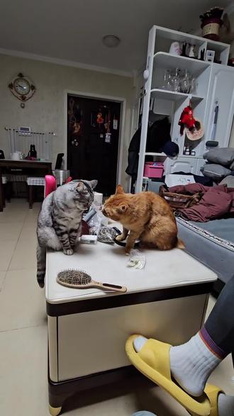 香菜和胡椒的日常拳击训练。