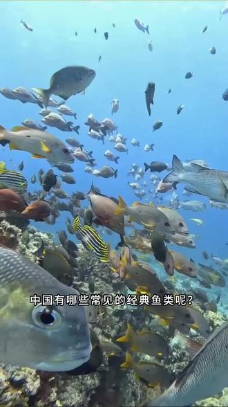 盘点国内各个地域的鱼类资源 #钓鱼 #冬天钓鱼 #爆护 #野钓 #淡水鱼