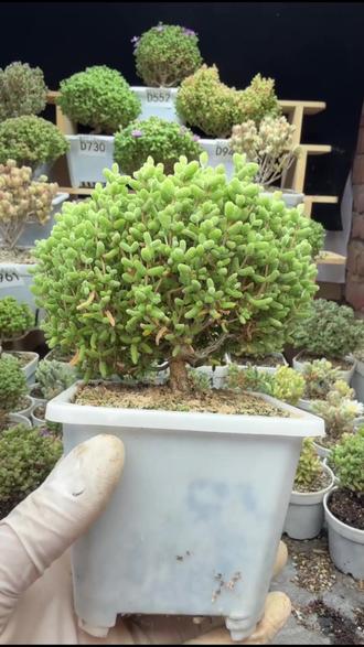想养蜜橘糖球?这4个要点别错过!