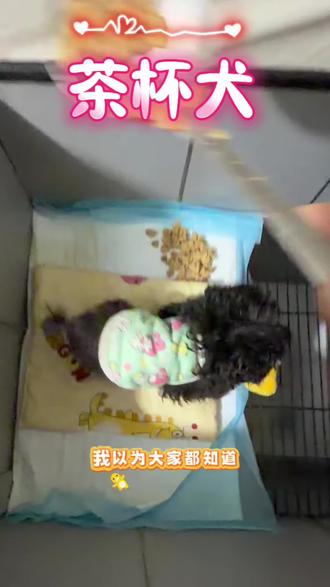 国内的茶杯犬到底发展到什么程度了? #茶杯犬