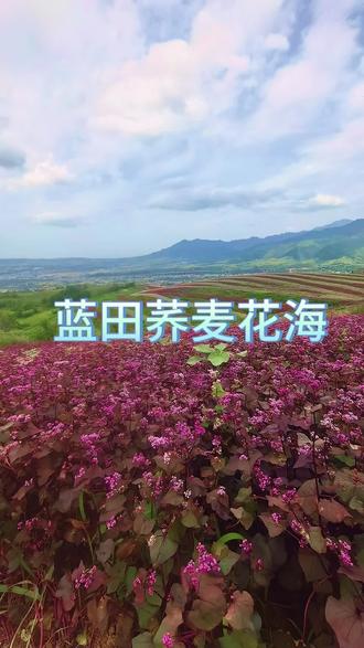 风有约,花不误,荞麦花海值得奔赴#蓝田九间房荞麦花海#荞麦花海
