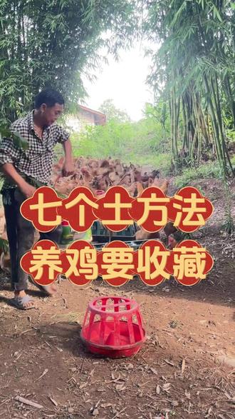 土鸡养殖小妙招 七个小土方,养鸡要收藏#土鸡 #散养土鸡 #蛋鸡 #养鸡小妙招 #土鸡养殖