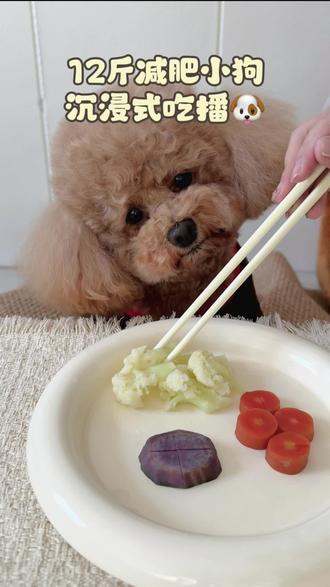 第21集|小狗吃播之蔬菜拼盘🥘
今天的封面狗狗好乖 喜欢😍#萌宠 #狗狗 #沉浸式 #vlog十亿流量扶持计划 #治愈系萌宠