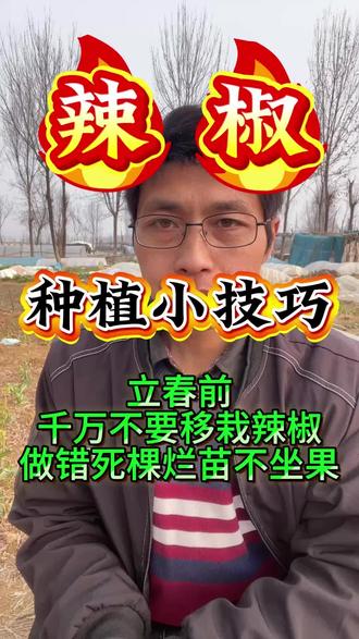 立春前千万不要移栽辣椒做错了死棵烂苗不做果#辣椒#辣椒种植#辣椒管理 #辣椒管理技术 #辣椒知识
