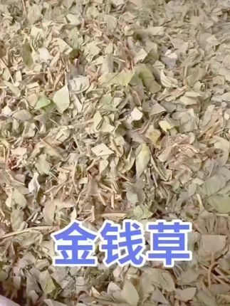 金钱草500g50g广西食用金钱草金钱草新鲜金钱草干货#金钱草 @DOU+小助手 @DOU+上热门