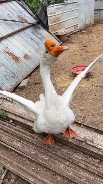 大鹅踩背后,铁定能下蛋呢#抖音三农#养鹅#养殖