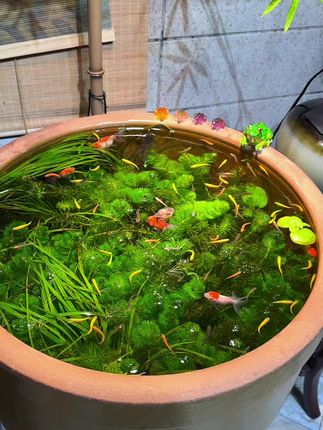 用家里闲置老水缸古法养鱼#养鱼 #水草缸 #古法养鱼