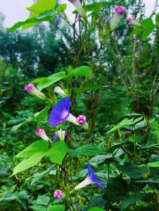 风里有了牵牛花的低语,紫色浪漫如梦。#拍花也是一种享受 #大自然的馈赠 #原创视频 @DOU+小助手