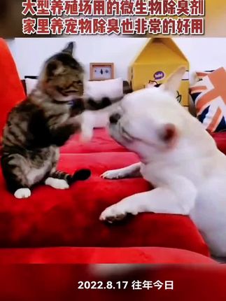 #养殖 #狗狗 #养狗的乐趣 #养猫 #除臭剂 有机养殖微生物除臭杀菌剂