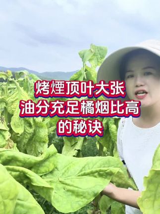 #烤烟种植技术与管理 烤烟顶叶大张油分足落黄好烤出来橘黄烟比例高的秘诀#烤烟 #烤烟提质增产 #黄加一号 #服务三农